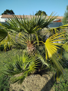 Photo de galerie - Jardinier