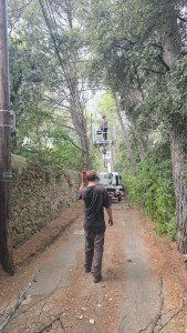Photo de galerie - Elagage et coupe d'arbres