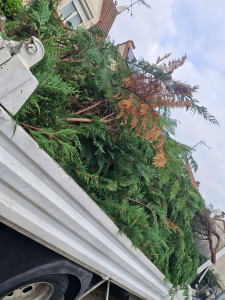 Photo de galerie - Elagage et coupe d'arbres