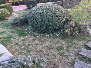 Photo de galerie - Taille 