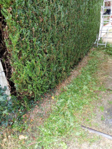 Photo de galerie - Taille de haie plus évacuation des végétaux 