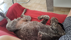 Photo de galerie - Garde chien