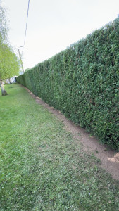 Photo de galerie - Taille haie 