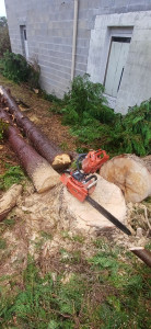 Photo de galerie - Coupe d'un arbre 