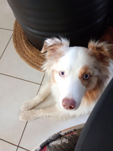 Photo de galerie - Garde chien