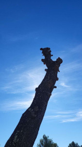 Photo de galerie - Elagage et coupe d'arbres