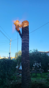 Photo de galerie - Elagage et coupe d'arbres