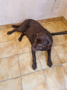 Photo de galerie - Labrador de 2ans et demi. femelle 

 