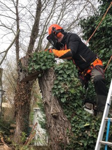 Photo de galerie - Elagage et coupe d'arbres