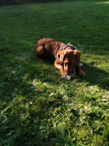 Photo de galerie - Kéfir, chien que j'ai en promenade et quelques gardes ?