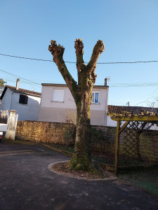Photo de galerie - Elagage d'arbre 
