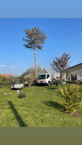 Photo de galerie - Débranchages, abattage