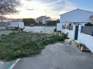 Photo de galerie - Elagage et coupe d'arbres