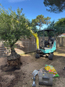 Photo de galerie - Livraison et plantation d’un Olivier , à l’aide de la mini pelle 