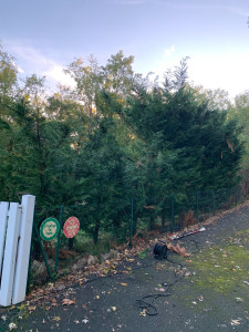 Photo de galerie - Elagage et coupe d'arbres