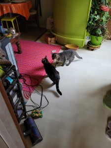 Photo de galerie - 2 chats pensionnaires 
