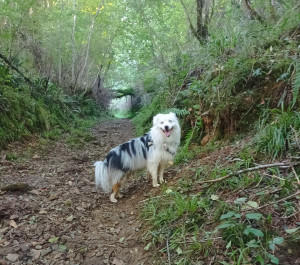 Photo de galerie - Garde chien