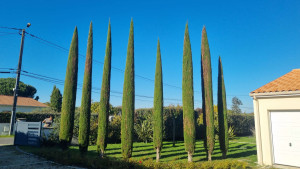 Photo de galerie - Taille de cyprès