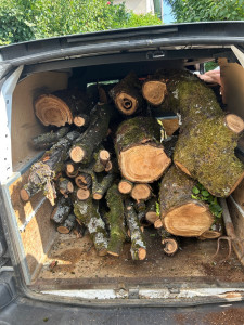 Photo de galerie - Elagage et coupe d'arbres