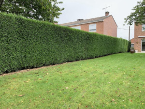 Photo de galerie - Taille de haie 