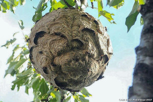 Photo de galerie - Frelon