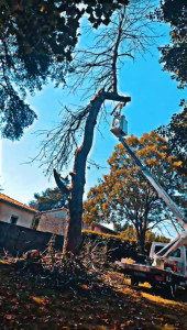 Photo de galerie - Abattage avec évacuation 0604406084 tel