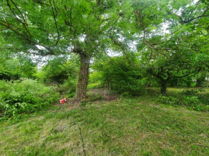 Photo de galerie - Elagage et coupe d'arbres