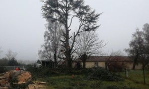Photo de galerie - Elagage et coupe d'arbres