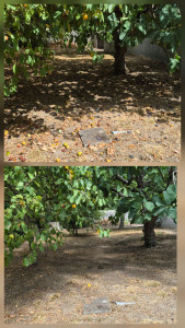 Photo de galerie - Propriétaire de locations saisonnières?
​✨ Avant / Après : Offrez un accueil irréprochable à vos vacanciers ! ✨

​Des fruits tombés au sol attracteurs de guêpes, des allées encombrées... 