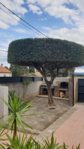 Photo de galerie - Taille et nettoyage 