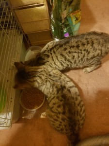 Photo de galerie - Tigrou et Winni sont une fratrie de chats adorable qui sont plein de douceur et de tendresse