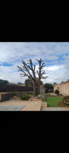 Photo de galerie - Elagage et coupe d'arbres