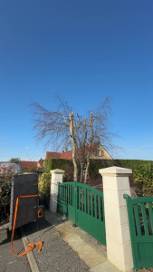 Photo de galerie - étêtage d’un boulot.