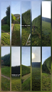 Photo de galerie - Bonjour voici une Haie de 140m de long fait sur 2 jours.

taille haie propre cliente satisfaite. 

a bientôt 