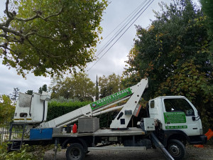 Photo de galerie - Elagage et coupe d'arbres