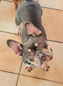 Photo de galerie - Garde chien