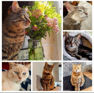 Photo de galerie - Garde chat