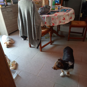 Photo de galerie - Des habitués de connaissances, très mignons