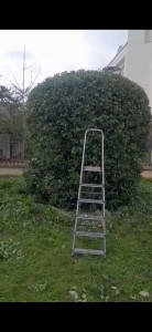 Photo de galerie - Taille de haies et d'arbustes