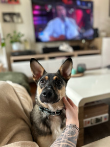 Photo de galerie - Ayant moi-même un chien de 9 mois et ayant grandi entouré de chiens, je me propose pour garder vos animaux.