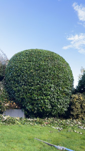 Photo de galerie - Paysagiste - Aménagement du jardin