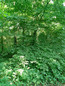 Photo de galerie - Taille de haies et d'arbustes 