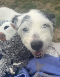 Photo de galerie - Garde chien