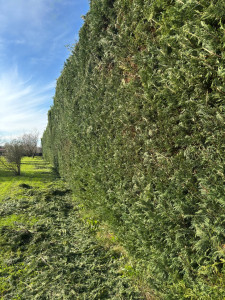 Photo de galerie - Elagage et coupe d'arbres
