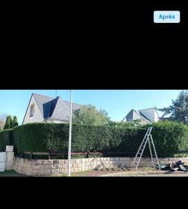 Photo de galerie - Taille de haie après intervention