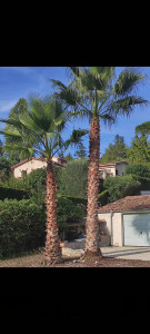 Photo de galerie - Taille palmier 