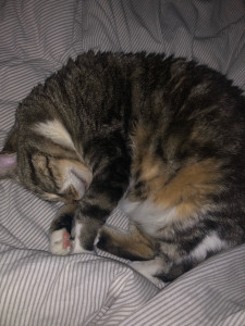 Photo de galerie - Accueil d’un chat de 10 ans pour une durée de dix jours