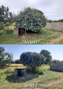 Photo de galerie - Taille de haies et d'arbustes