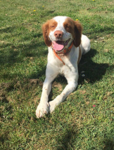 Photo de galerie - Garde chien chez l’habitant 