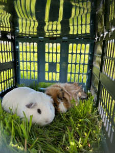 Photo de galerie - Garde animaux